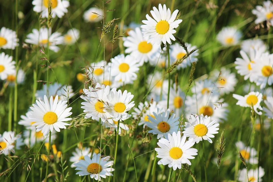 Beautiful Flowers biology bloom