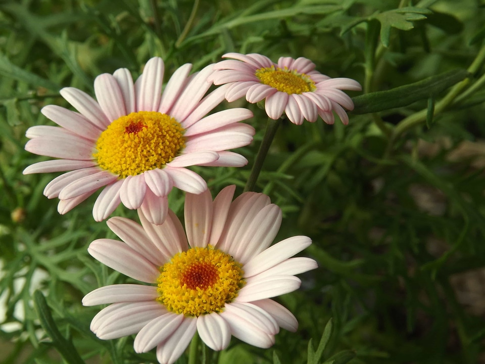 Beautiful beautiful flowers beautiful photo