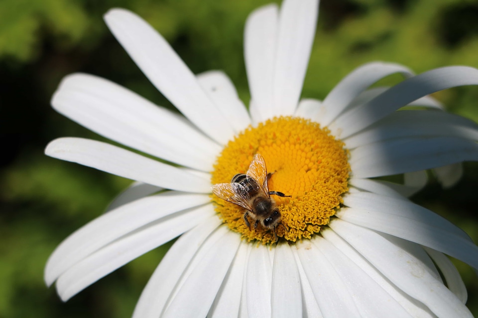 Animal arthropod beautiful flowers