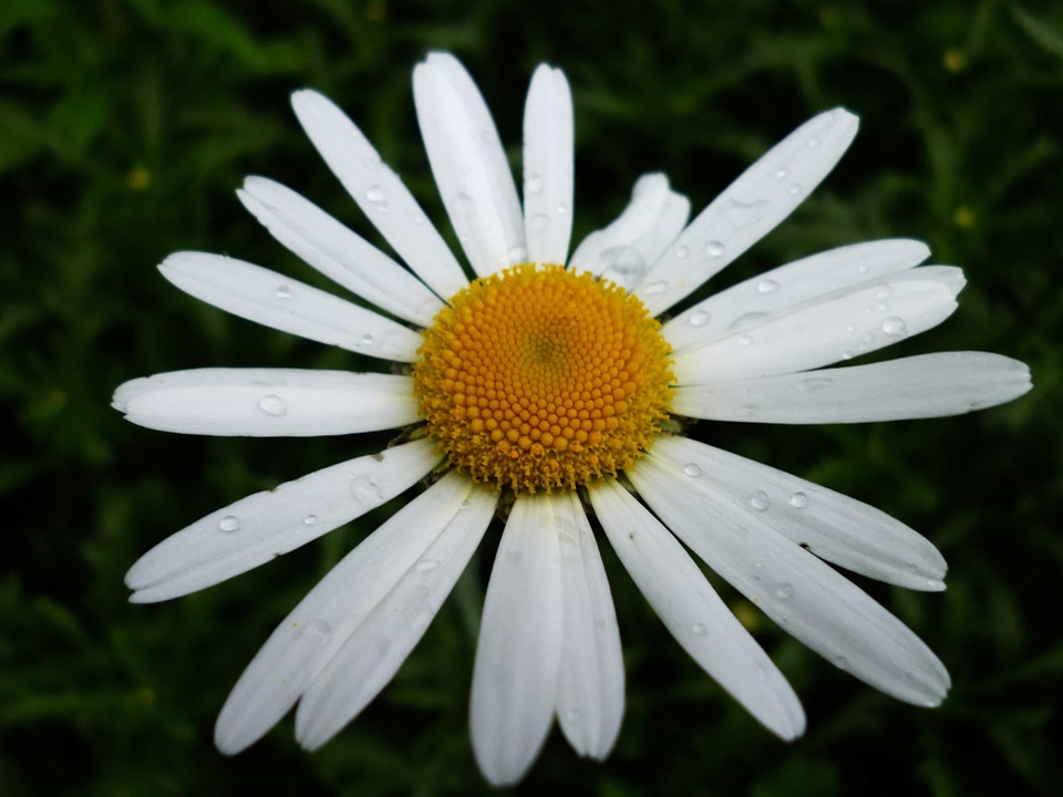 Beautiful Flowers biology bloom