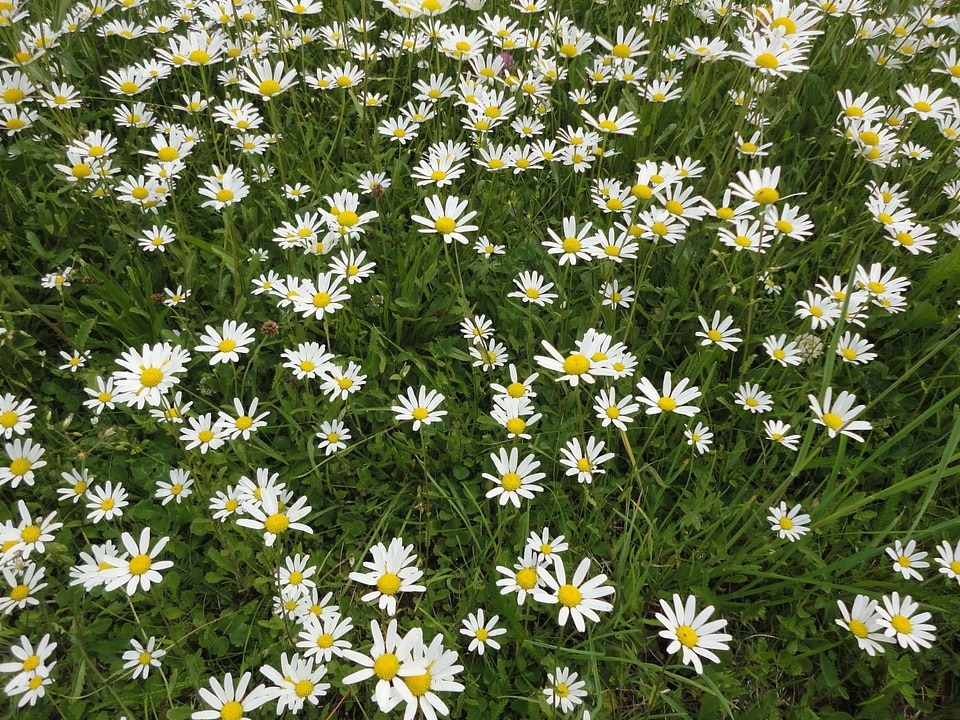 Aster Astereae beautiful beautiful flowers