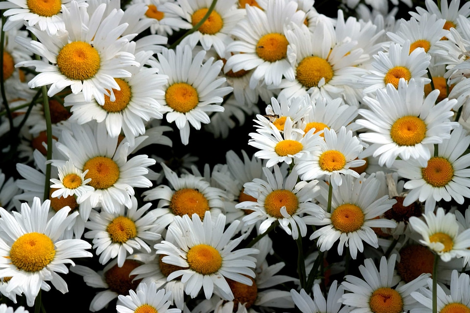 Beautiful beautiful flowers beautiful photo
