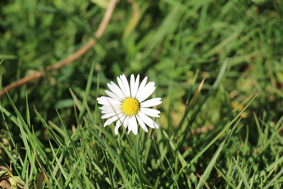Beautiful Flowers biology bloom