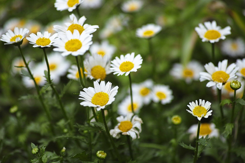Beautiful Flowers biology bloom