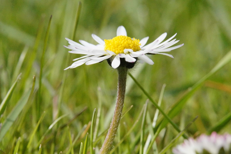 Beautiful Flowers biology bloom