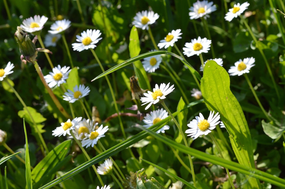 Beautiful Flowers biology bloom