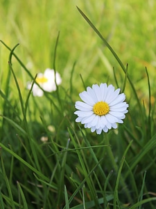 Beautiful Flowers biology bloom photo