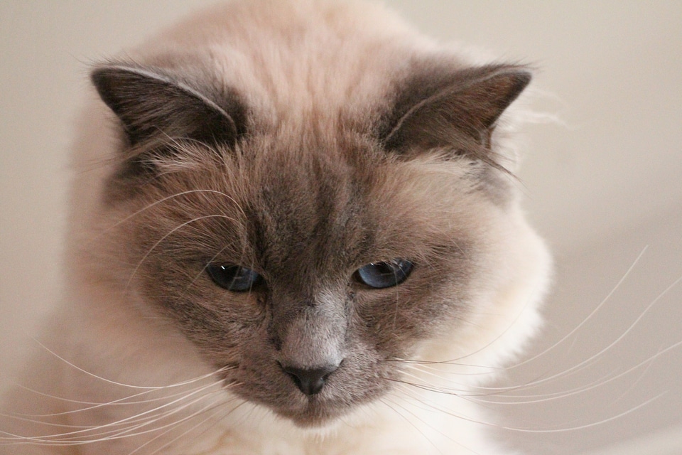 Sacred birman head portrait