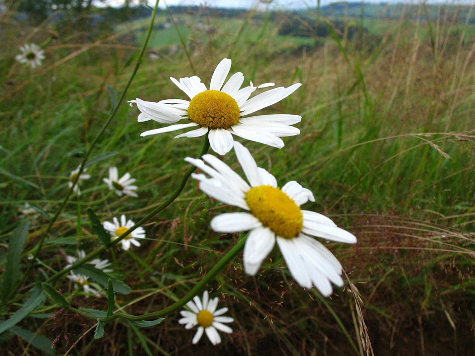 Beautiful beautiful flowers biology