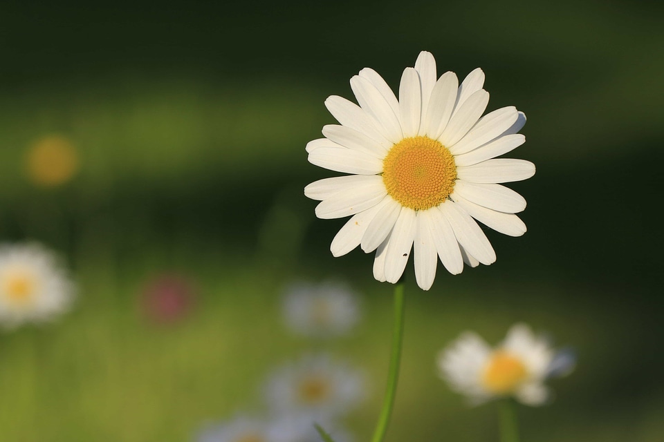 Beautiful Flowers biology bloom