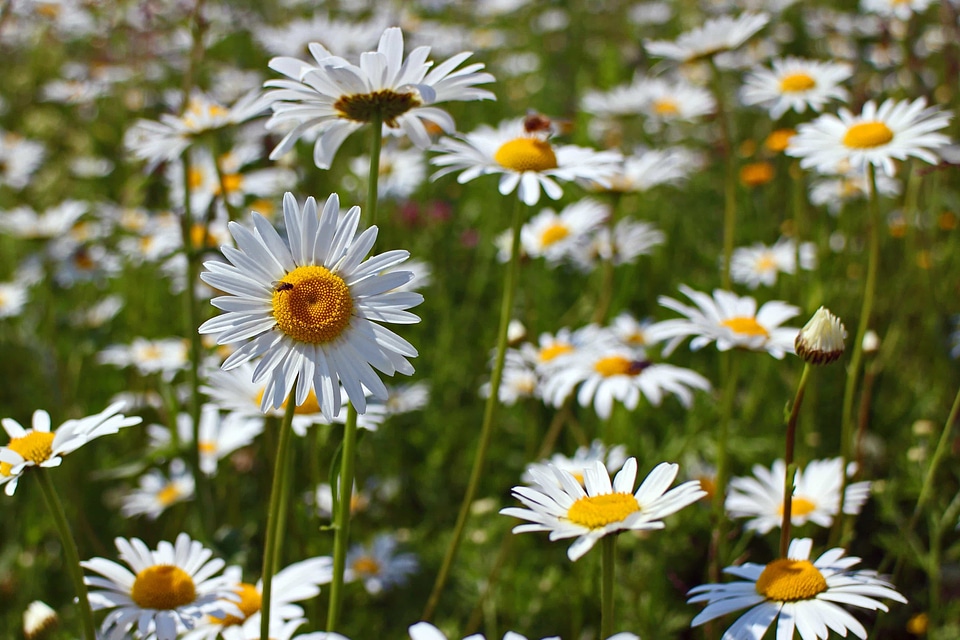 Beautiful Flowers biology bloom