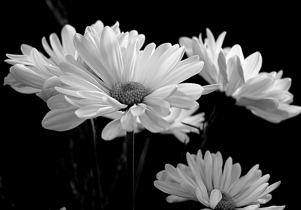 Beautiful beautiful flowers biology