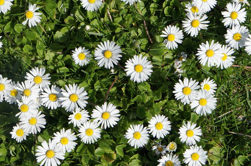 Aster Astereae beautiful flowers biology