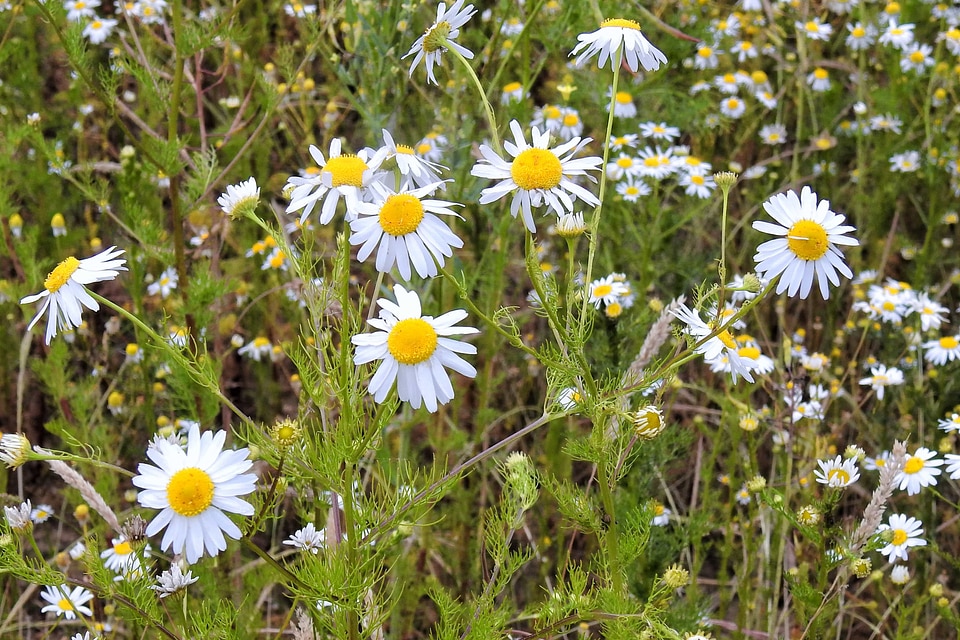 Beautiful Flowers biology bloom