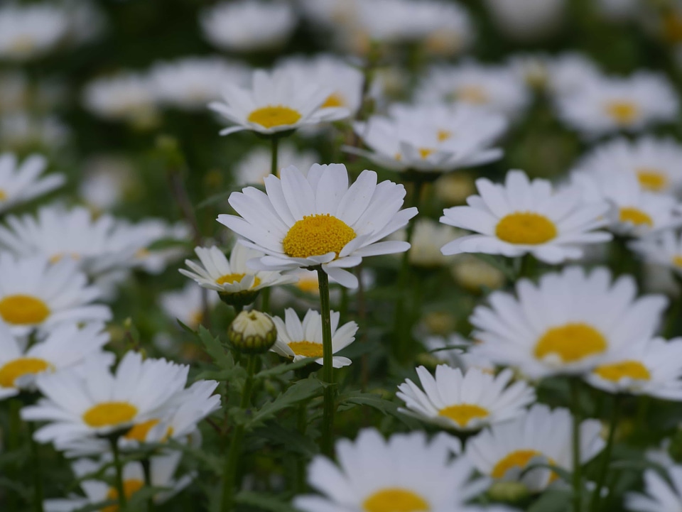 Beautiful Flowers biology bloom