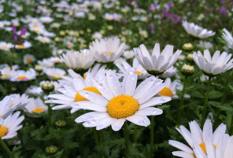 Beautiful Flowers biology bloom