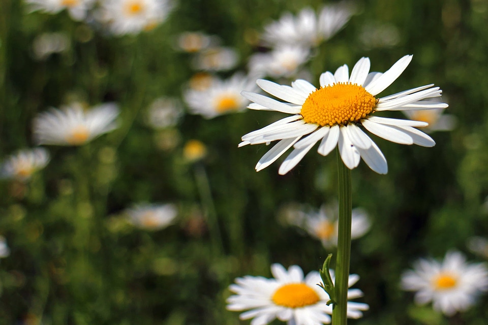 Beautiful Flowers biology bloom
