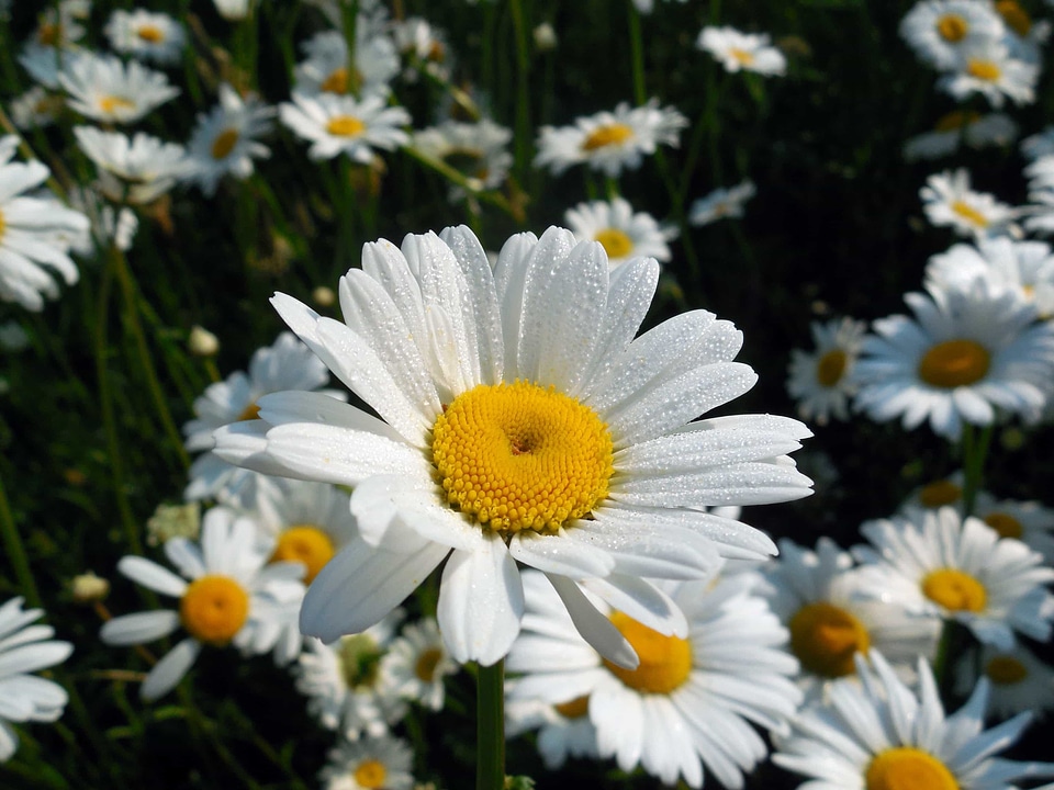 Beautiful Flowers biology bloom