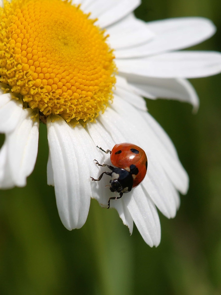 Animal arthropod beautiful flowers