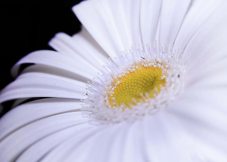 Beautiful Flowers biology bloom