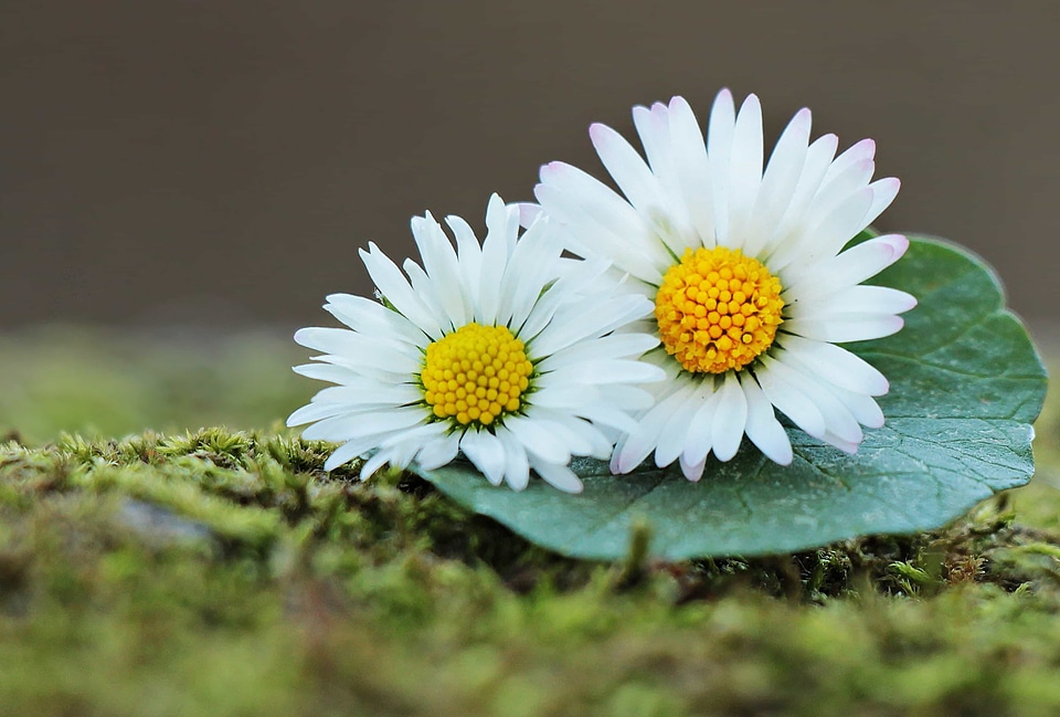 Beautiful Flowers biology bloom