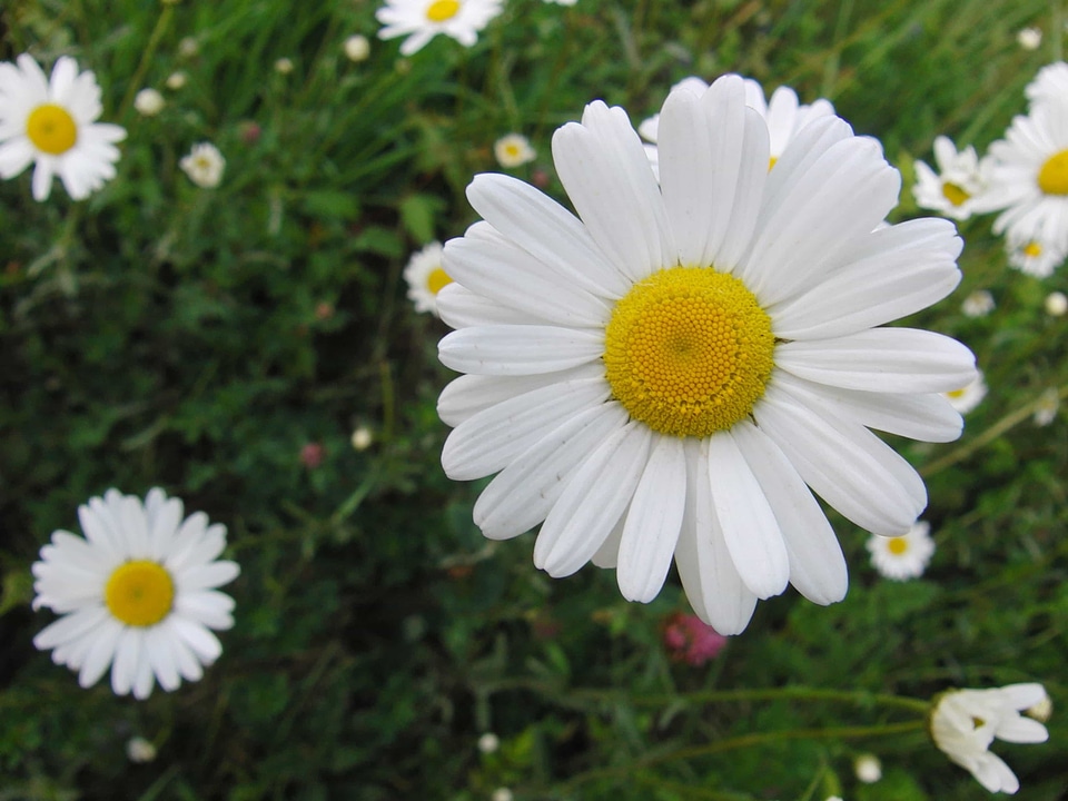 Beautiful beautiful flowers biology