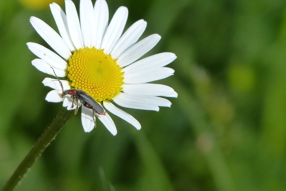 Animal arthropod beautiful flowers
