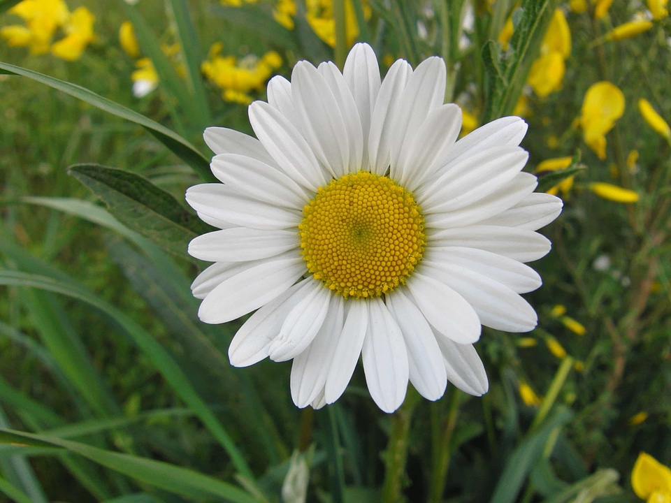 Beautiful Flowers biology bloom