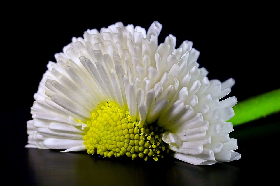 Beautiful beautiful flowers biology