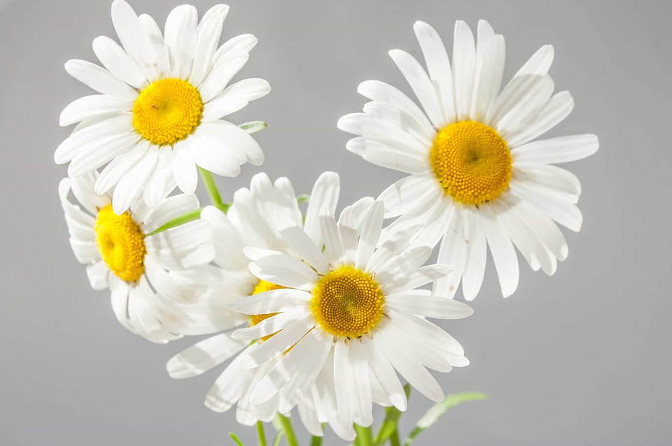 Beautiful Flowers beautiful photo biology