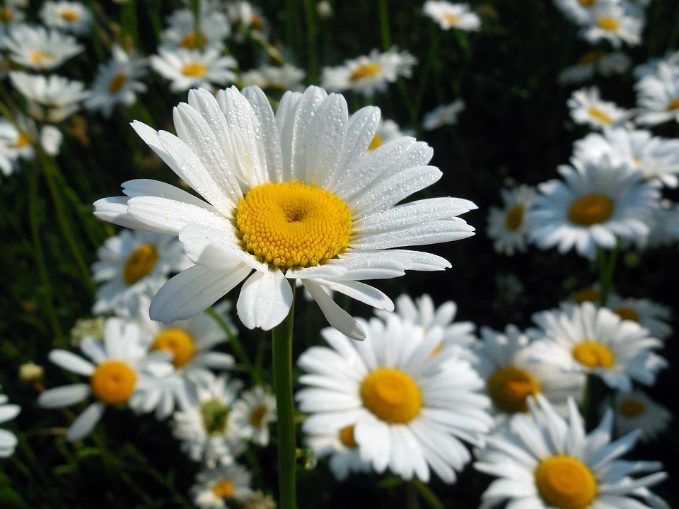 Beautiful Flowers biology bloom