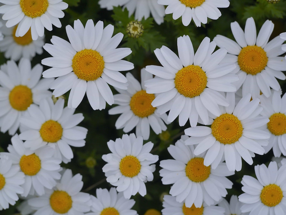 Beautiful Flowers biology bloom
