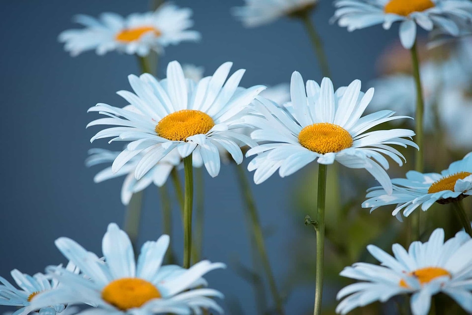 Beautiful beautiful flowers beautiful photo