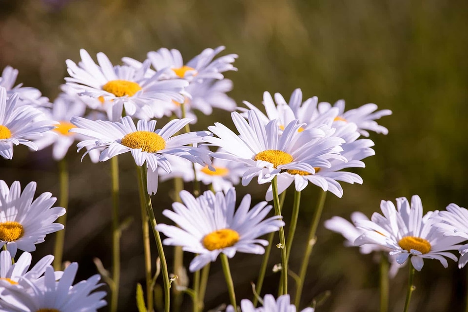 Beautiful Flowers beautiful photo biology