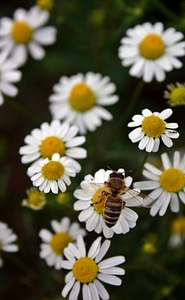 Beautiful Flowers biology bloom