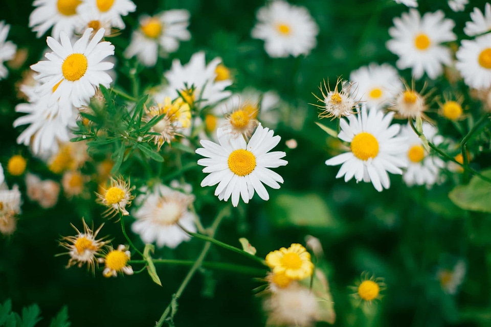 Beautiful beautiful flowers biology
