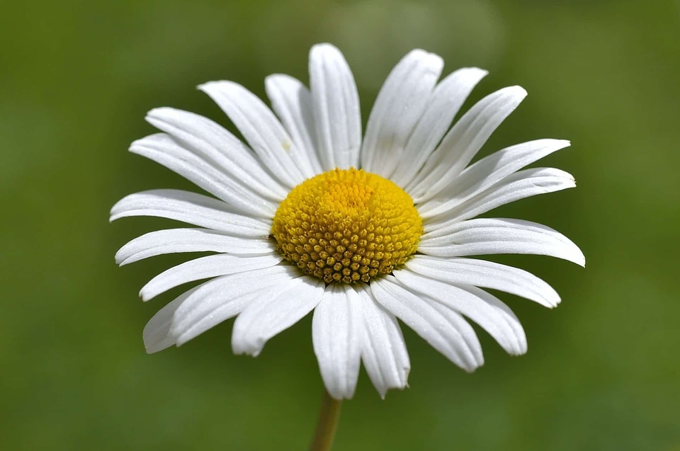 Beautiful Flowers beautiful photo biology