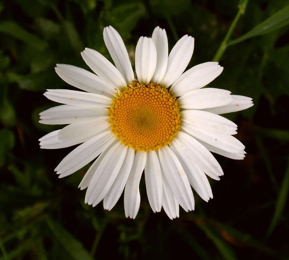 Beautiful beautiful flowers biology