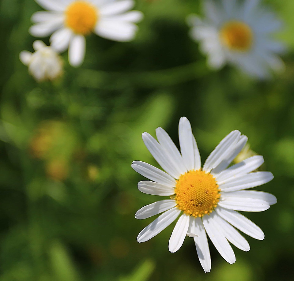 Beautiful Flowers biology bloom