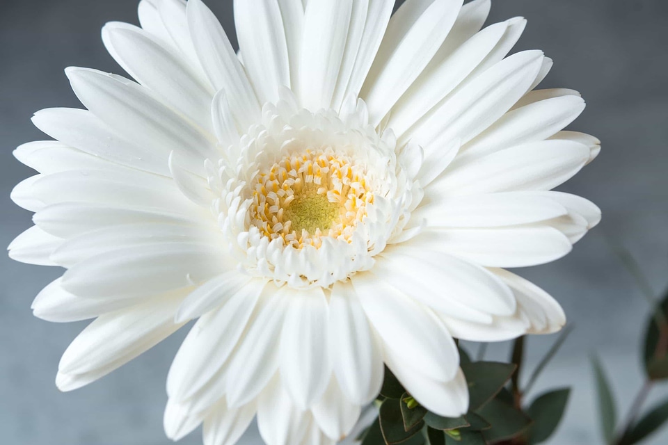 Beautiful beautiful flowers beautiful photo