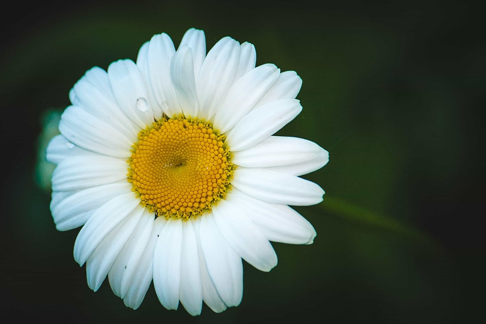 Beautiful Flowers biology bloom
