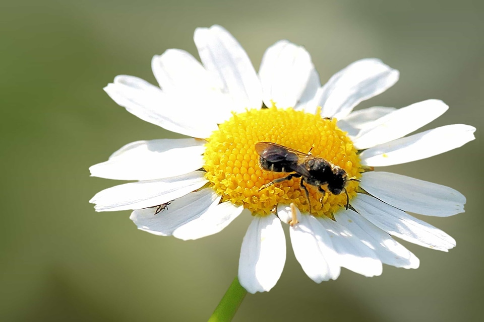 Animal arthropod beautiful flowers