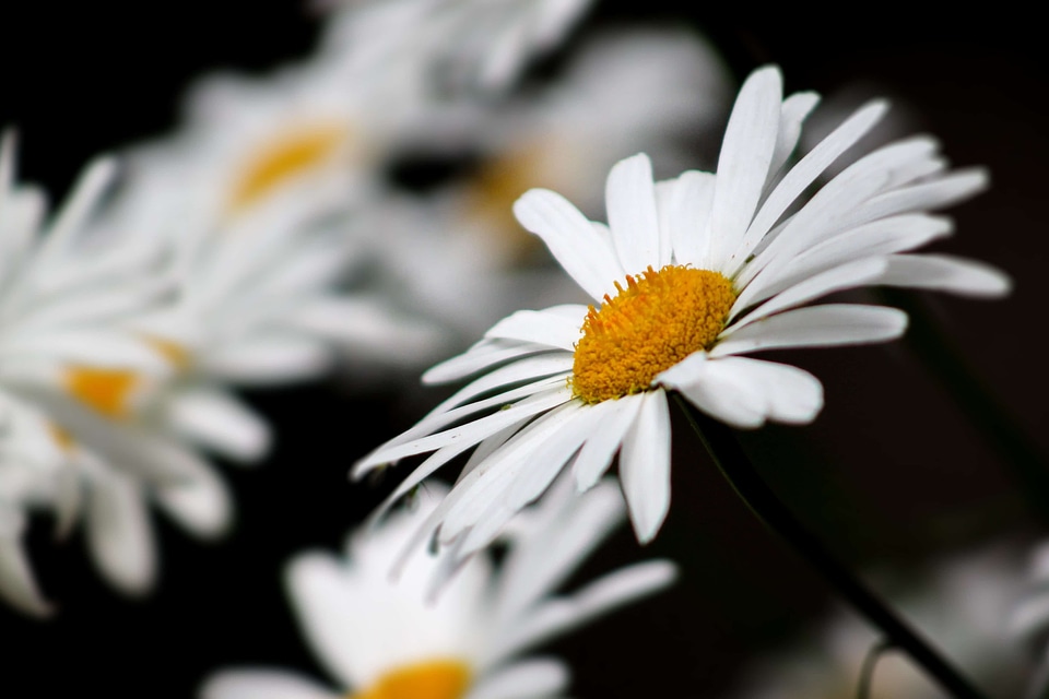 Beautiful beautiful flowers biology