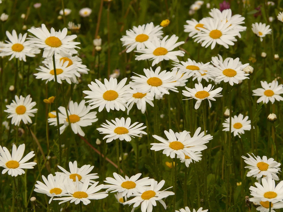 Beautiful Flowers biology bloom