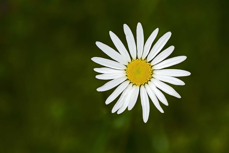 Beautiful Flowers biology bloom