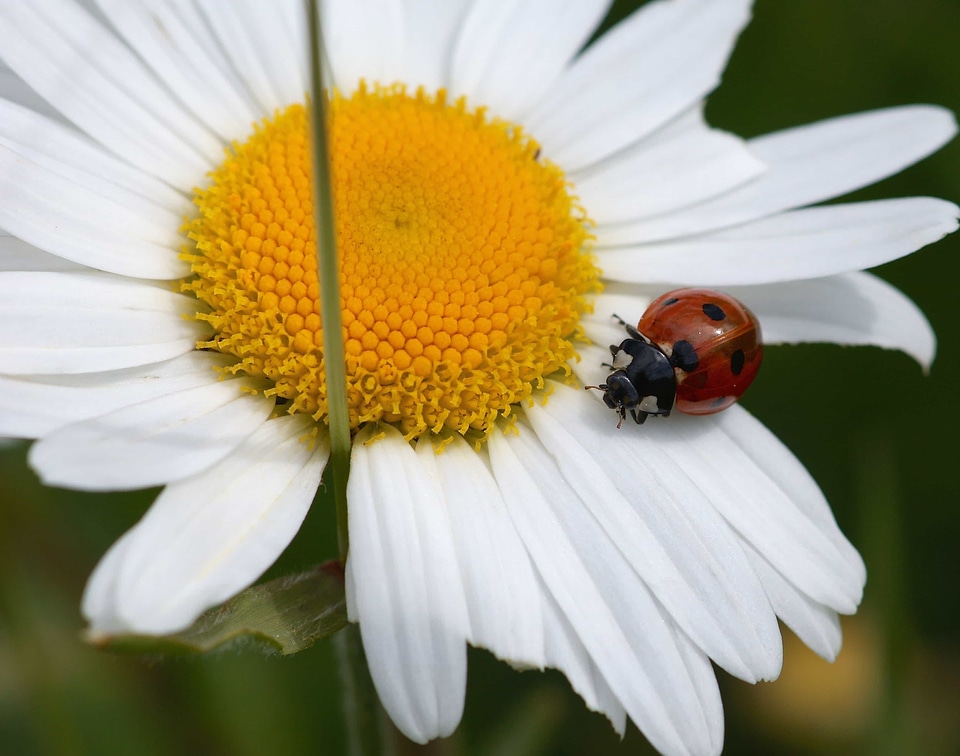 Animal arthropod beautiful flowers