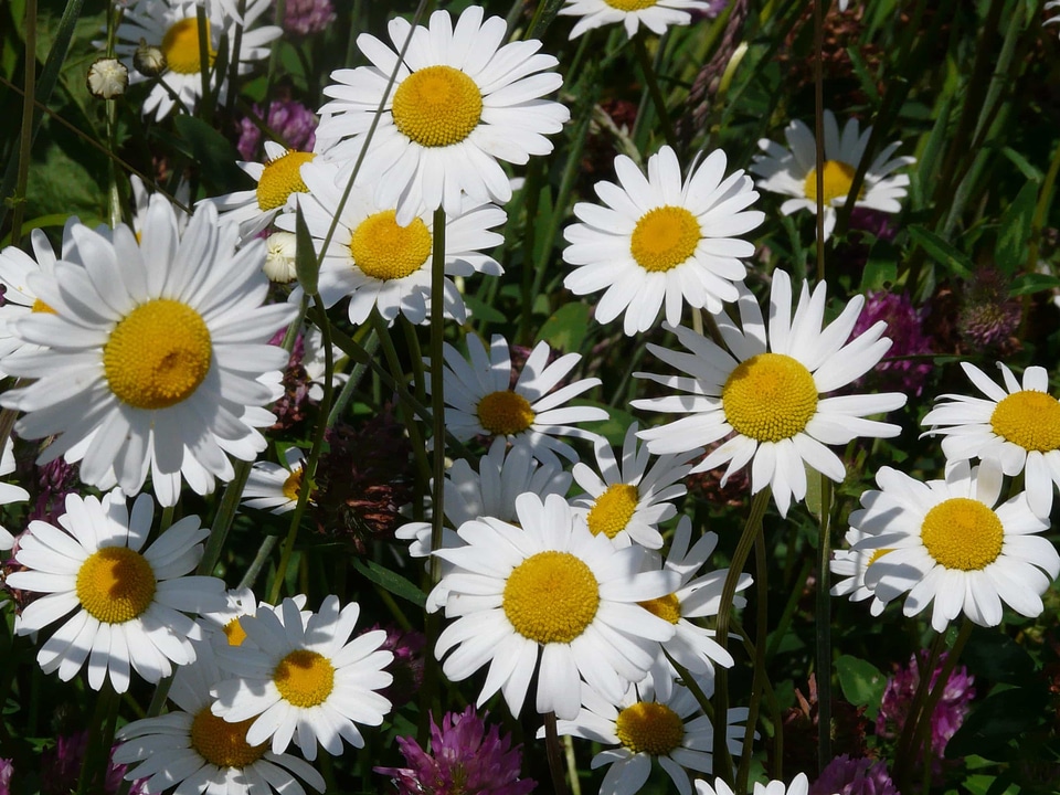 Beautiful Flowers biology bloom