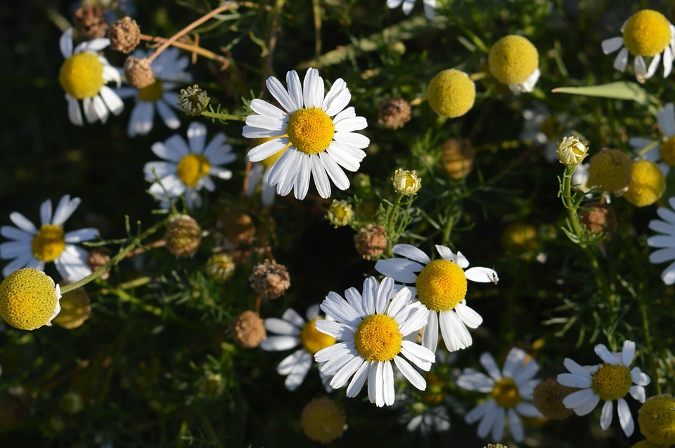Beautiful Flowers biology bloom