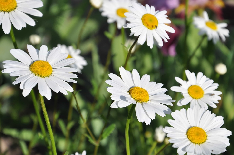 Beautiful beautiful flowers biology
