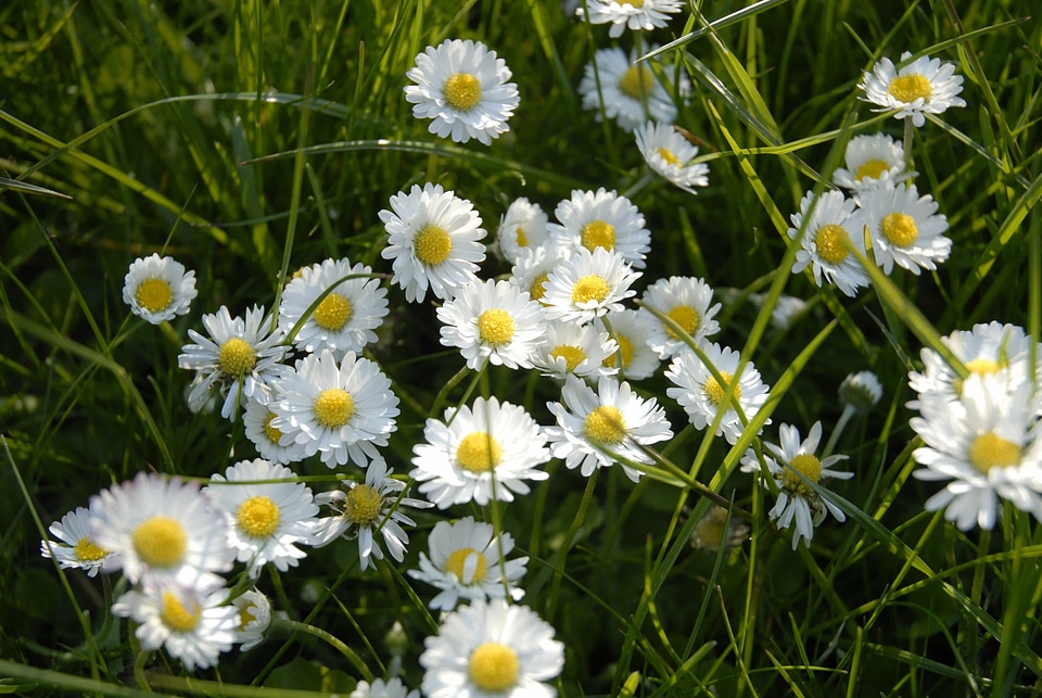 Beautiful Flowers biology bloom